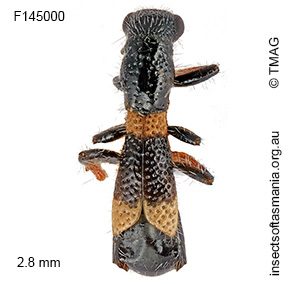 Allelidea brevipennis
