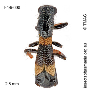 Allelidea brevipennis