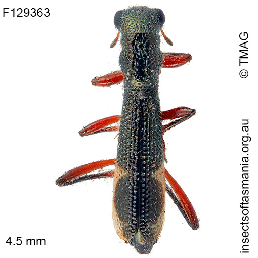 Allelidea quadrinotata