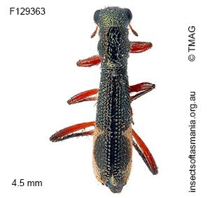 Allelidea quadrinotata