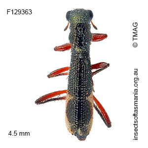 Allelidea quadrinotata