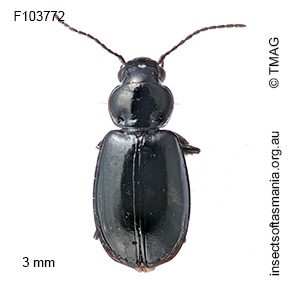 Amblystomus nigrinus