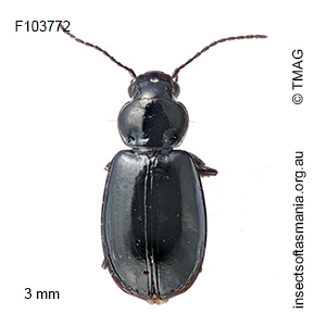 Amblystomus nigrinus