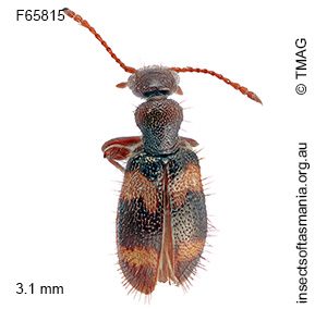 Anthicus jucundus