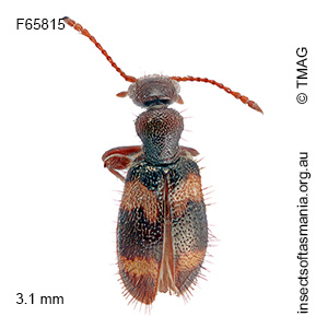 Anthicus jucundus