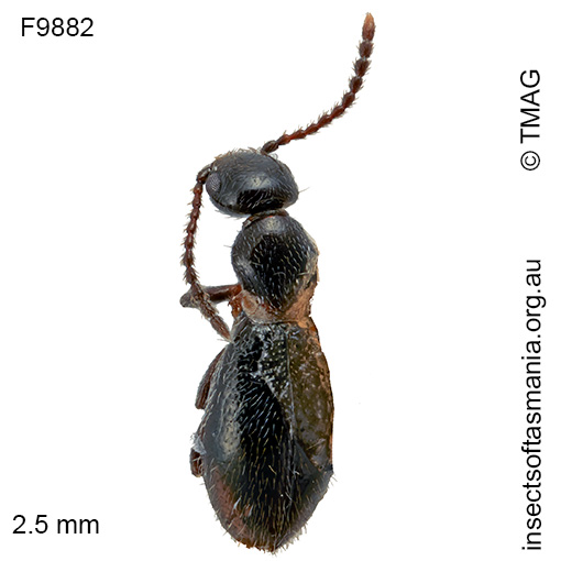 Anthicus villosipennis