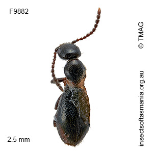 Anthicus villosipennis