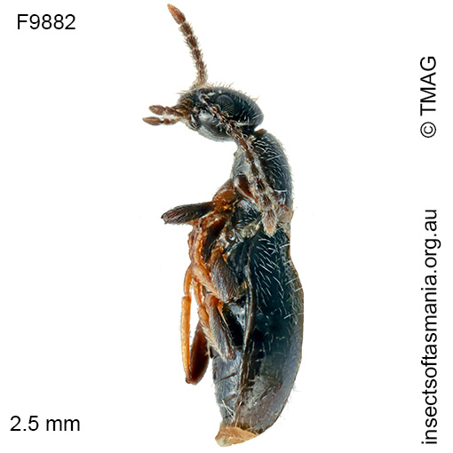 Anthicus villosipennis