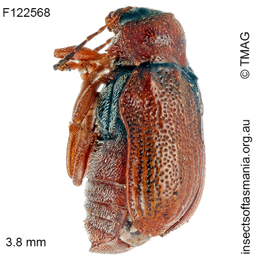 Aporocera-acenteta Aporocera acenteta
