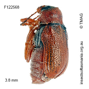 Aporocera acenteta