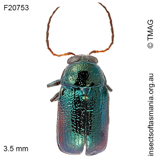 Aporocera subvirens