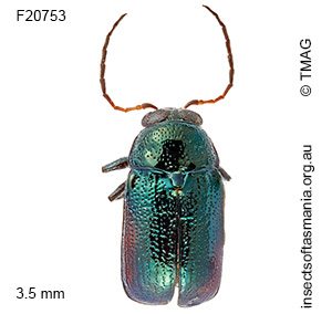 Aporocera subvirens