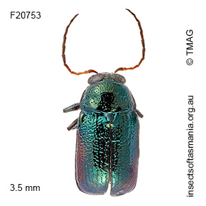 Aporocera subvirens