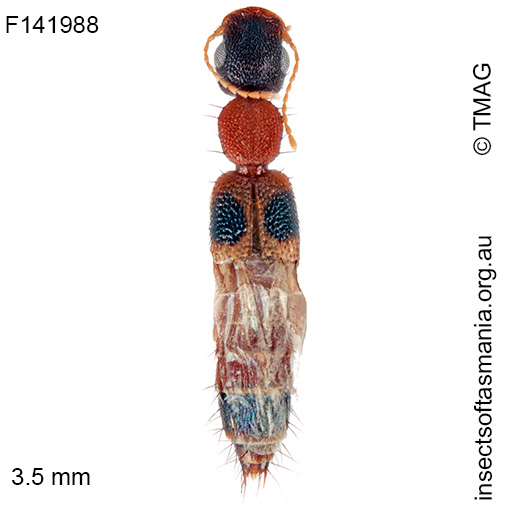 Astenus guttulus