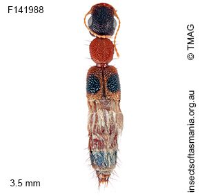 Astenus guttulus