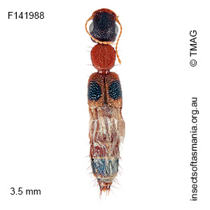 Astenus guttulus