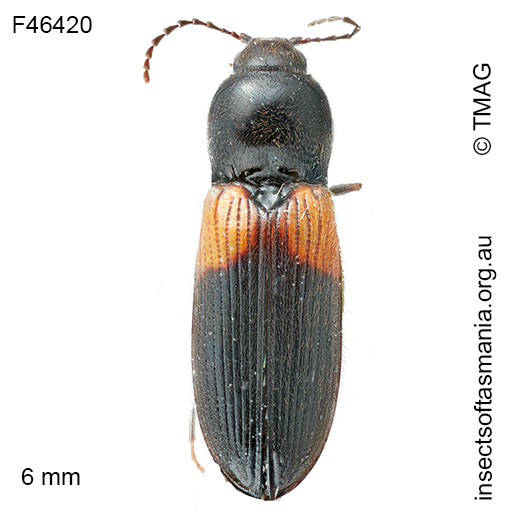 Austrocardiophorus elisus
