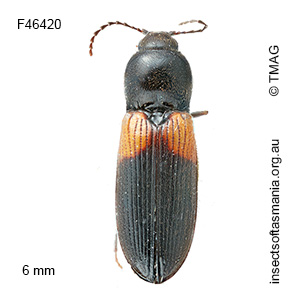 Austrocardiophorus elisus