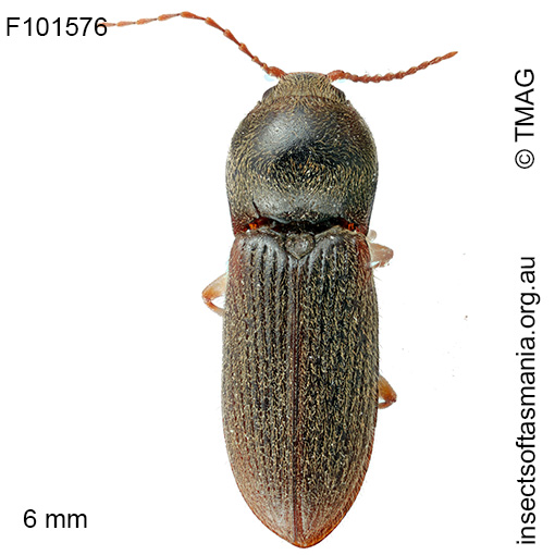 Austrocardiophorus humilis