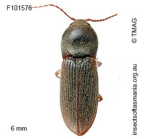 Austrocardiophorus humilis