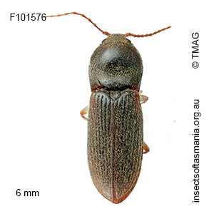 Austrocardiophorus humilis