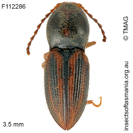 Austrocardiophorus-litoralis Paracardiophorus litoralis