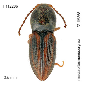 Austrocardiophorus litoralis