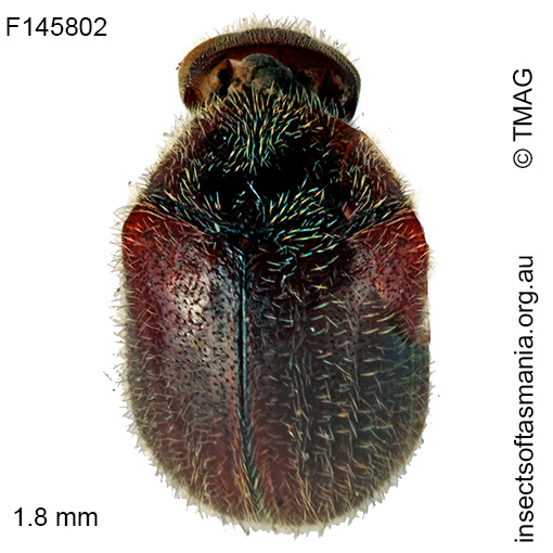 Coenocara-insignicornis Caenocara insignicornis