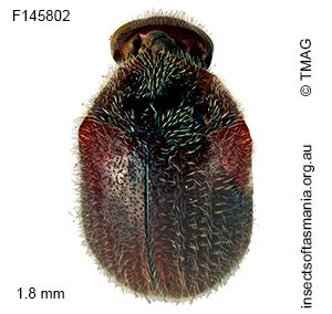 Caenocara insignicornis