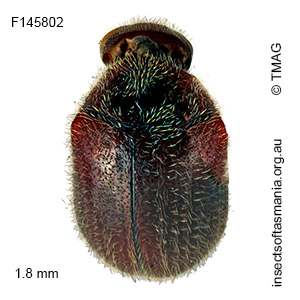 Caenocara insignicornis