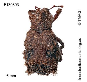 Crossixus punctatus