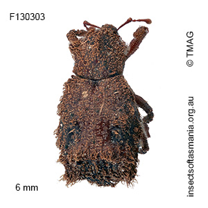 Crossixus punctatus