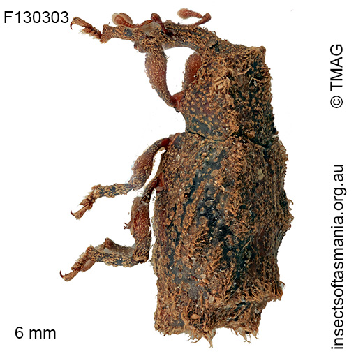 Crossixus punctatus