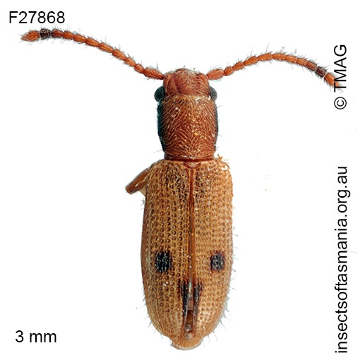 Cryptamorpha-triguttata Cryptamorpha triguttata