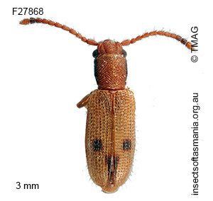 Cryptamorpha triguttata