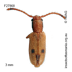 Cryptamorpha triguttata