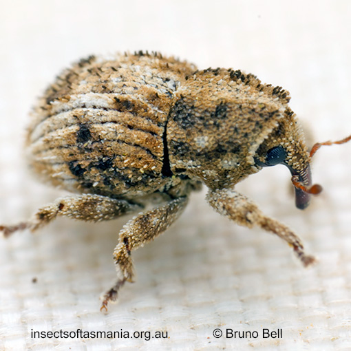 Decilaus acerosus