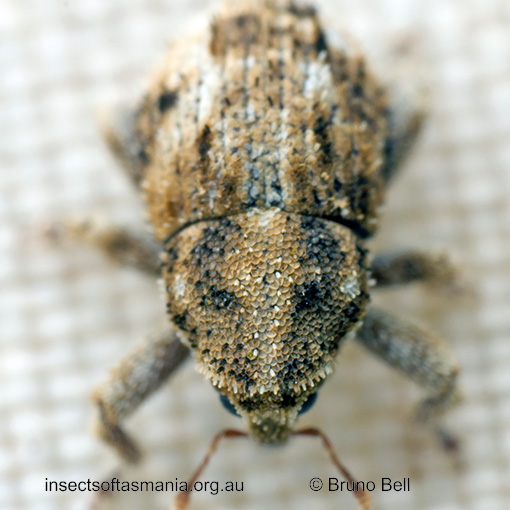 Decilaus acerosus