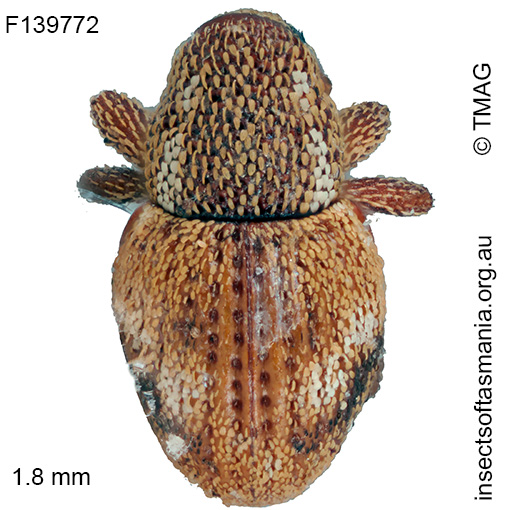 Decilaus albonotatus