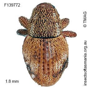 Decilaus albonotatus