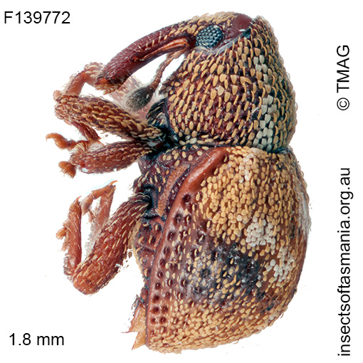 Decilaus albonotatus