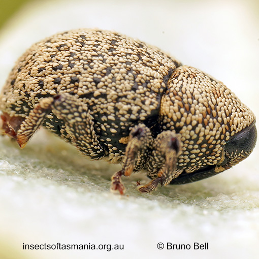 Decilaus-squamosus Decilaus squamosus