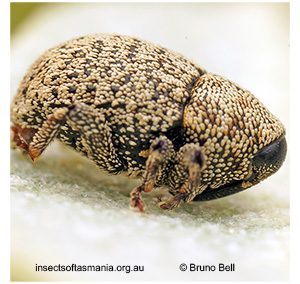 Decilaus squamosus