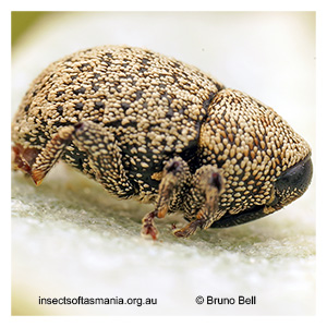 Decilaus squamosus