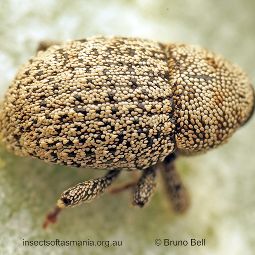 Decilaus-squamosus_a Decilaus squamosus