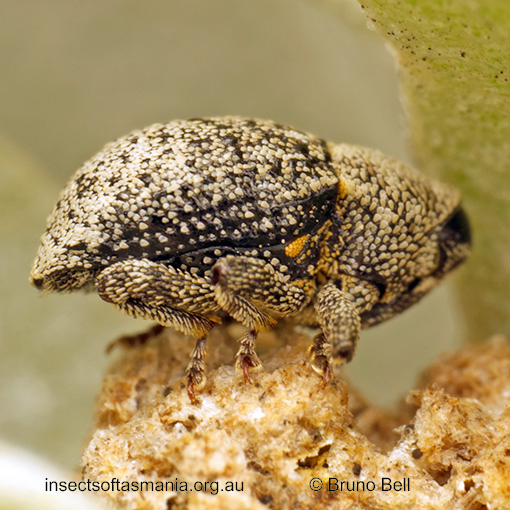 Decilaus-squamosus_b Decilaus squamosus