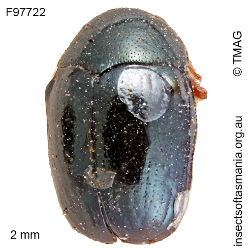 Ditropidus rufipes