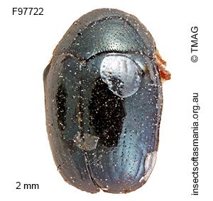 Ditropidus rufipes
