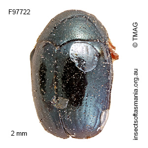 Ditropidus rufipes