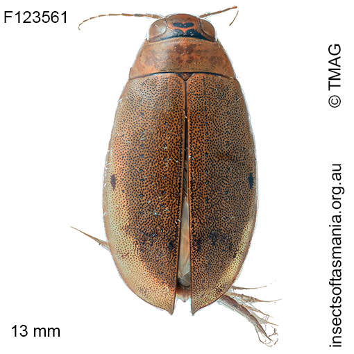 Eretes-australis Eretes australis